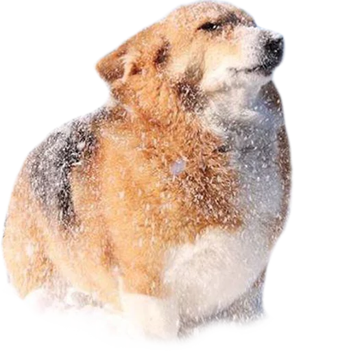 Стикер Corguage