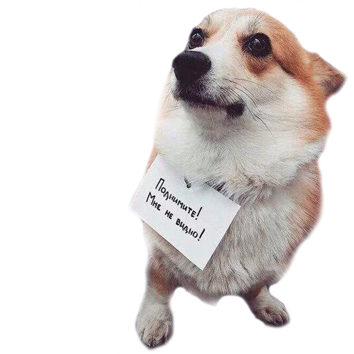 Стикер Corguage