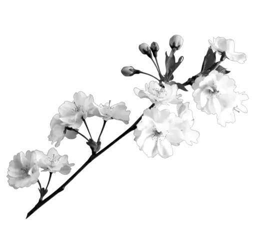 Эмодзи couldy cat | могучий кот