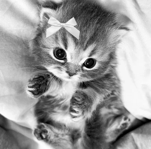 Эмодзи couldy cat | могучий кот