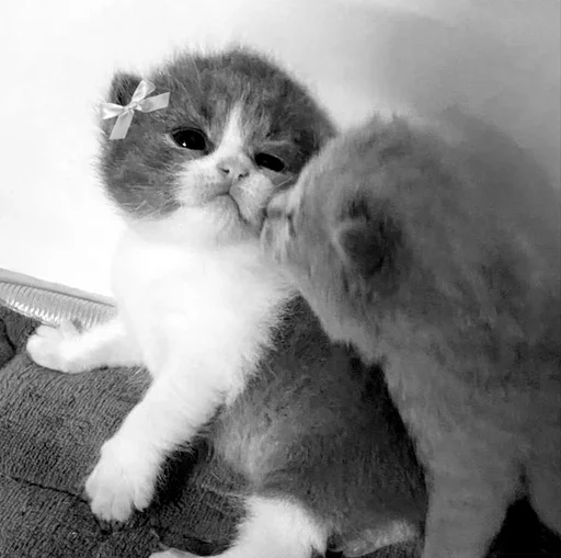 Эмодзи couldy cat | могучий кот