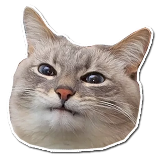 Стикер Stupid stickers