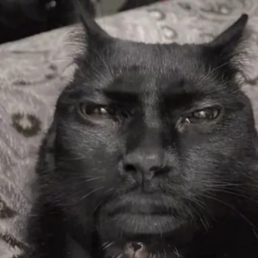 Стикер CriNgE AnimALs