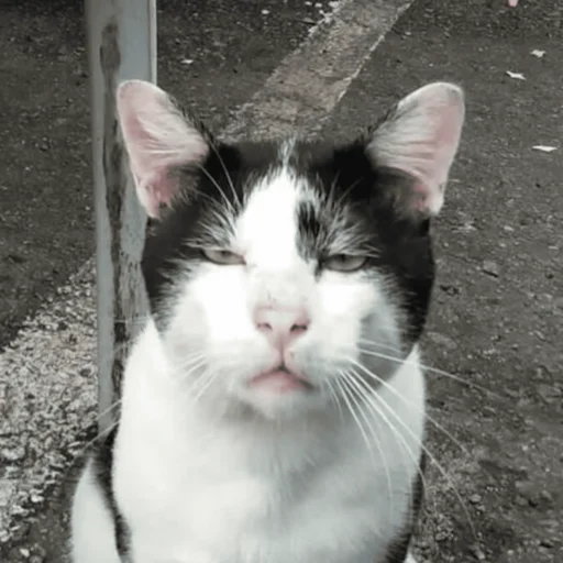 Стикер CriNgE AnimALs