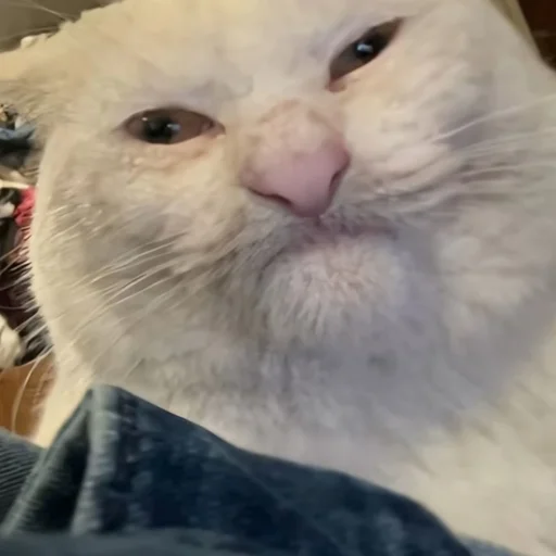 Стикер CriNgE AnimALs