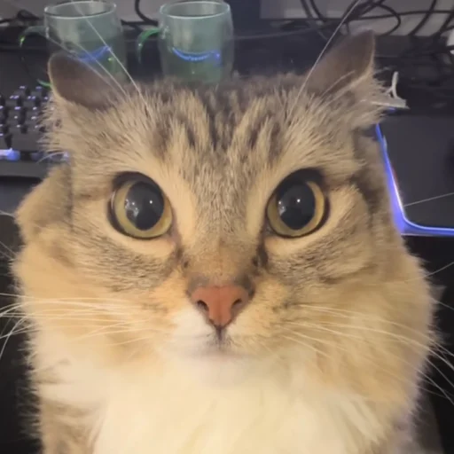 Стикер cumыши