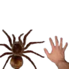 Стикер Пауки