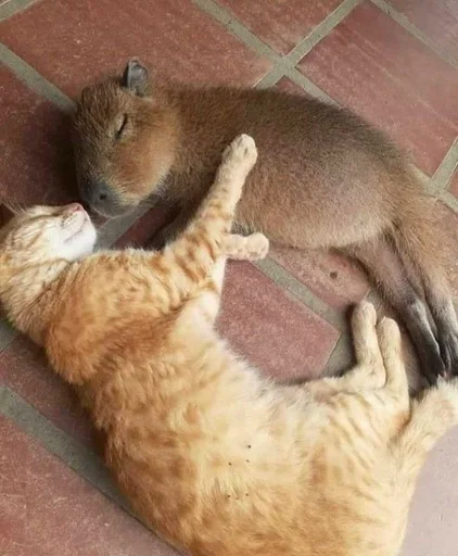 Стикер Капибары