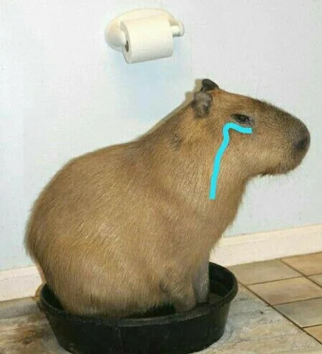 Стикер Капибары