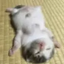 Стикер Cute cats