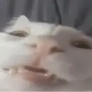 Стикер Cute cats