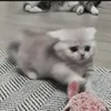 Стикер cutecat^^