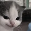 Стикер cutecat^^