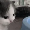 Стикер cutecat^^