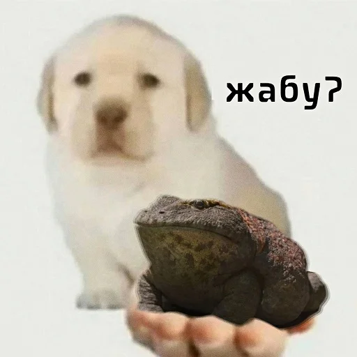 🐸