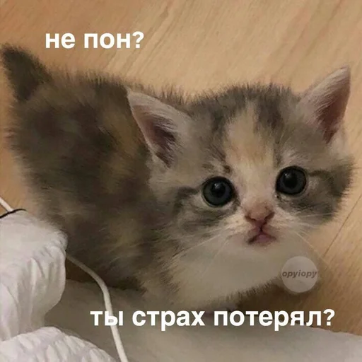 Стикер Cats memes
