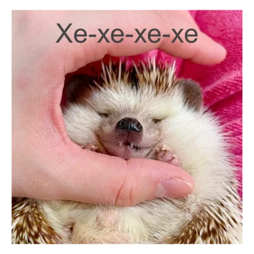 Стикер Ежики