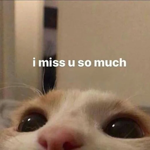 Стикер вместо тысячи слов