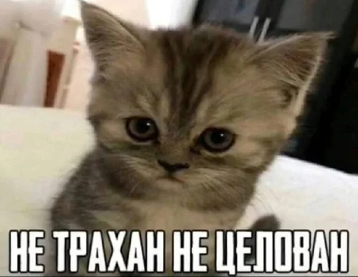 Стикер Разрывные котята