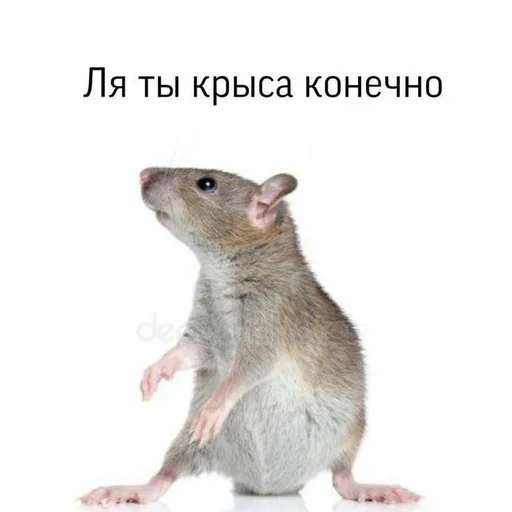Стикер Memes