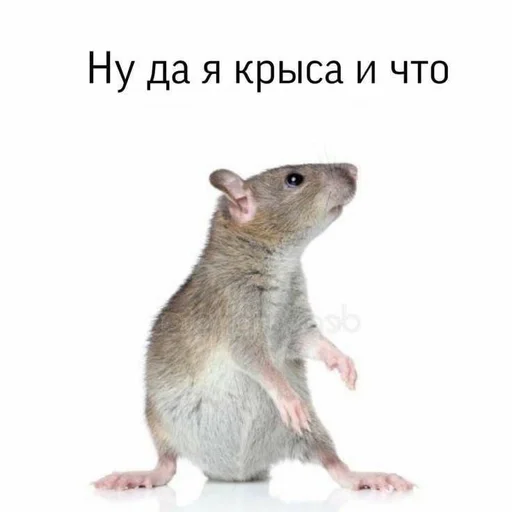 Стикер Memes