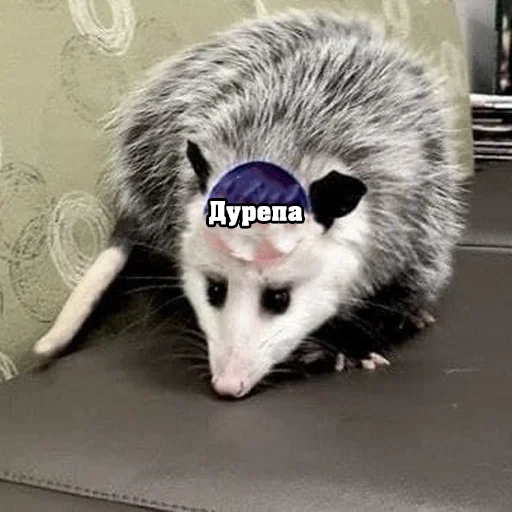 Стикер Файні звірятка №2