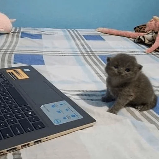 Стикер My fav stickers