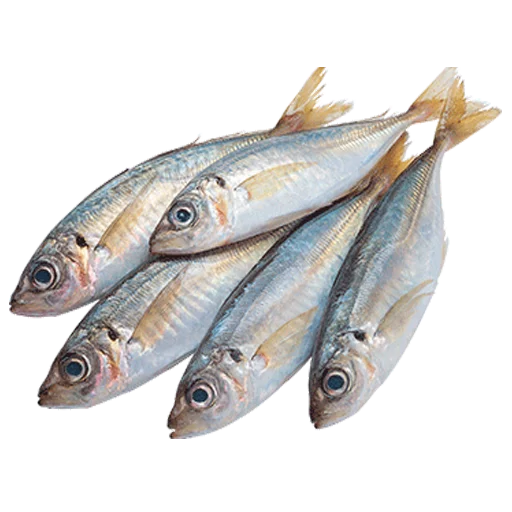 Стикер fish