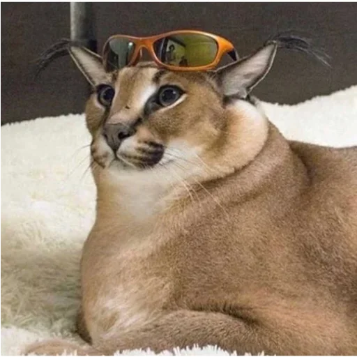 Стикер Floppa / Шлёпа