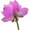 Эмодзи Flowers tea and peace