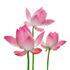 Эмодзи Flowers tea and peace