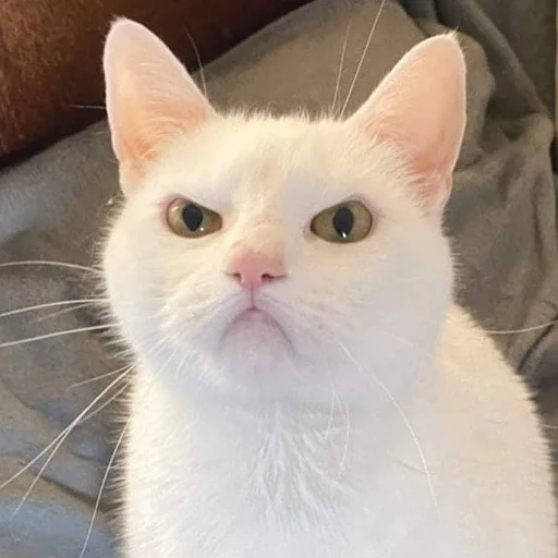 Стикер пушистые мемы