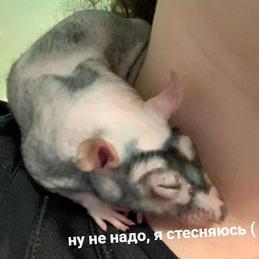 Стикер пушистые мемы