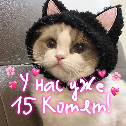 Стикер My kitties