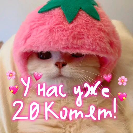 Стикер My kitties