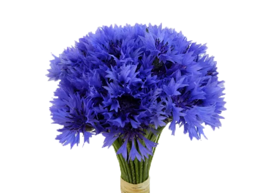 Стикер Цветы