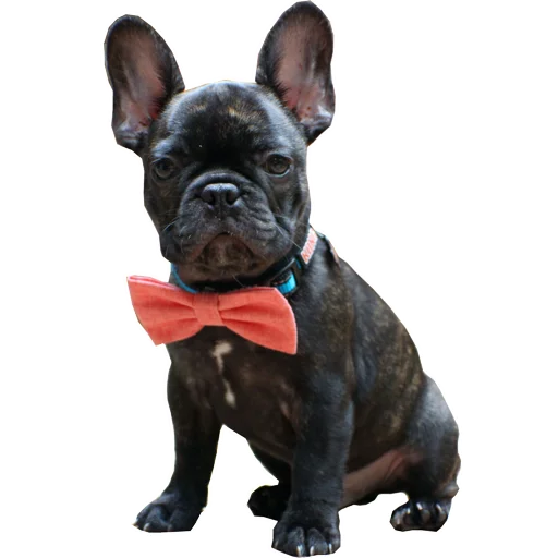 Стикер Frenchie