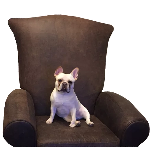 Стикер Frenchie