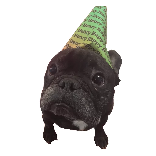 Стикер Frenchie