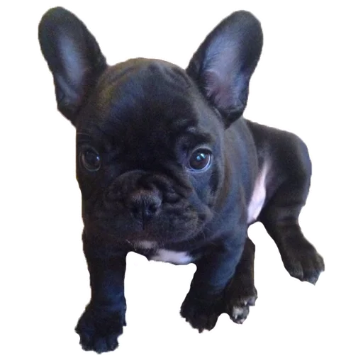 Стикер Frenchie