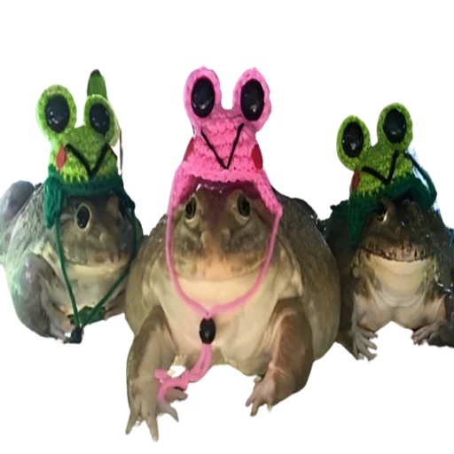 Стикер frogs