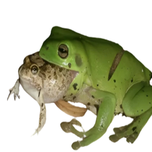 Стикер frogs