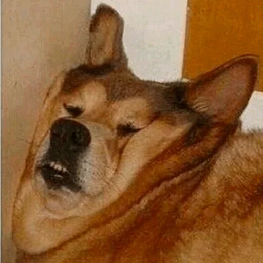 Стикер Funny Dogs