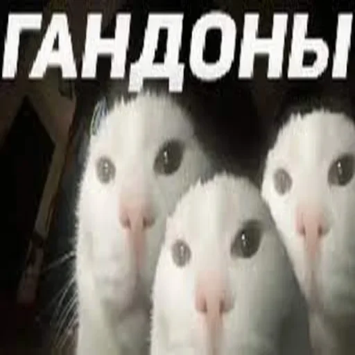 Стикер Cats memes