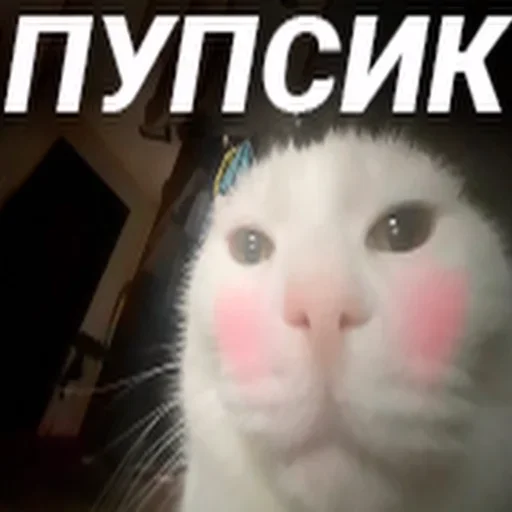 Стикер Cats memes