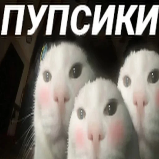 Стикер Cats memes