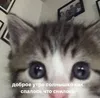 Стикер kitten love