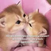 Стикер kitten love