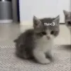 Стикер kitten love