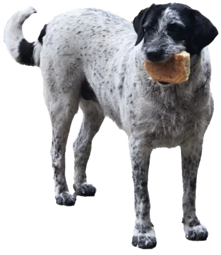 Стикер batumidogs